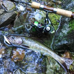 接近戦のイワナ釣り ～長良川水系～